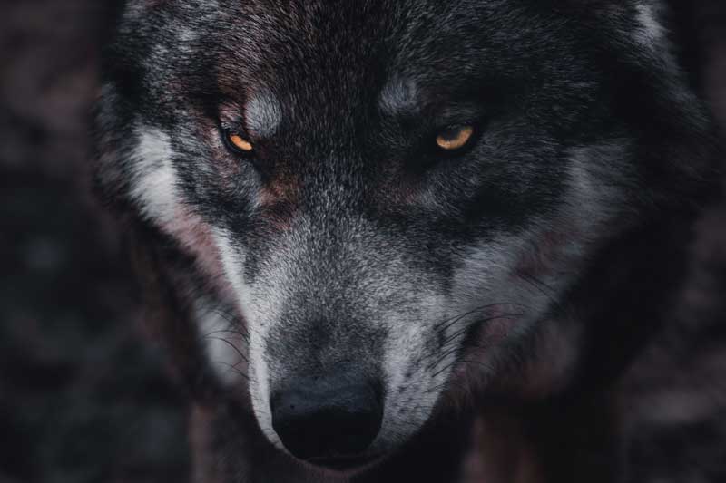 One Wolf, Two Wolves